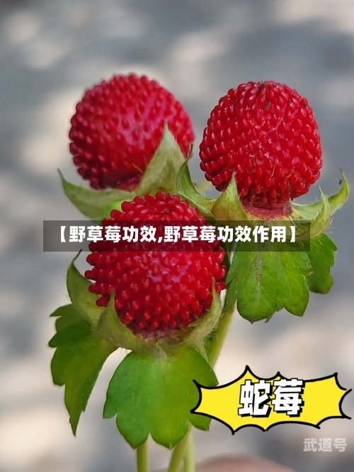 【野草莓功效,野草莓功效作用】