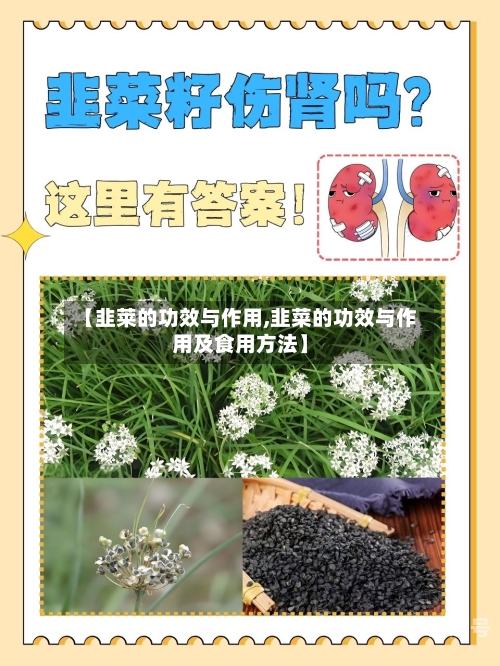 【韭莱的功效与作用,韭菜的功效与作用及食用方法】