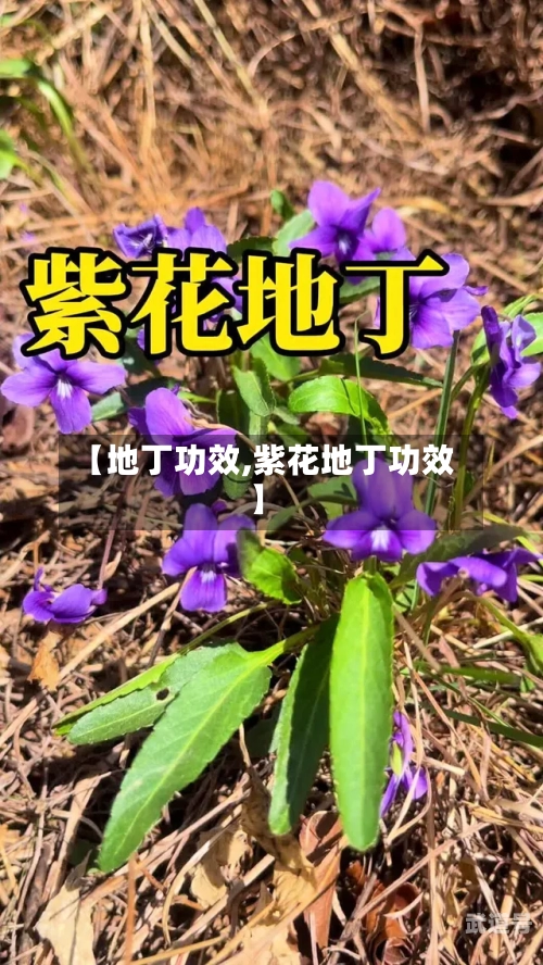 【地丁功效,紫花地丁功效】