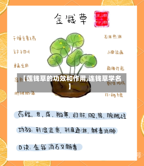 【莲钱草的功效和作用,连钱草学名】