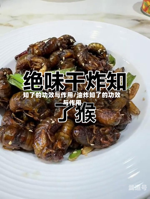 知了的功效与作用/油炸知了的功效与作用