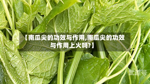 【南瓜尖的功效与作用,南瓜尖的功效与作用上火吗?】