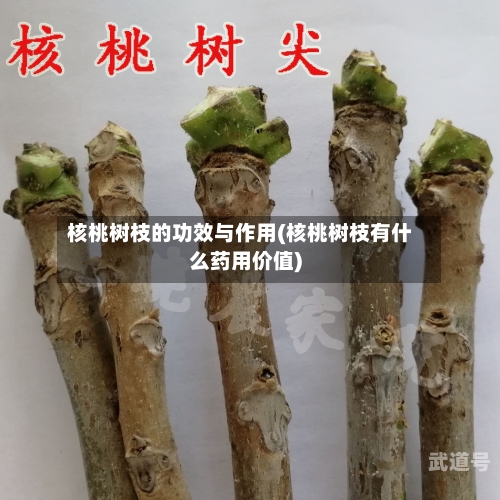 核桃树枝的功效与作用(核桃树枝有什么药用价值)
