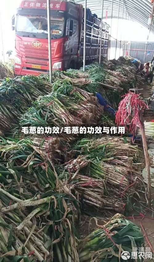 毛葱的功效/毛葱的功效与作用
