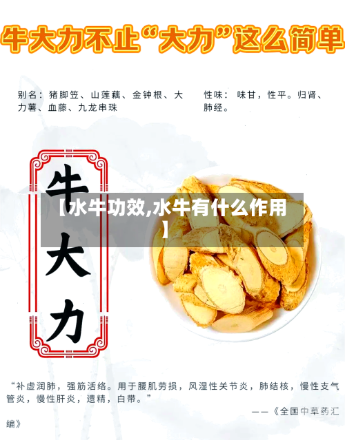 【水牛功效,水牛有什么作用】