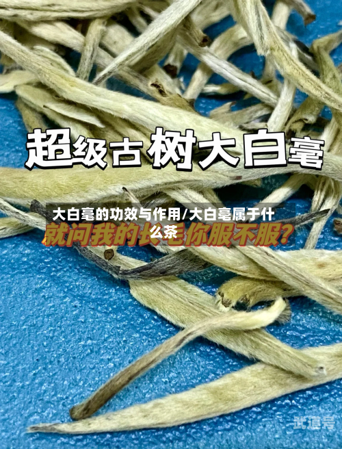 大白毫的功效与作用/大白亳属于什么茶