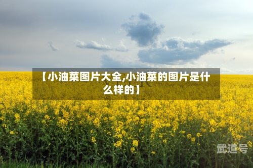 【小油菜图片大全,小油菜的图片是什么样的】