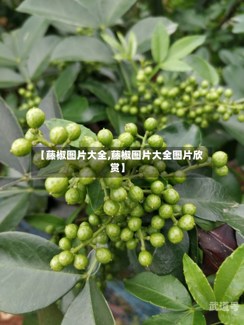 【藤椒图片大全,藤椒图片大全图片欣赏】