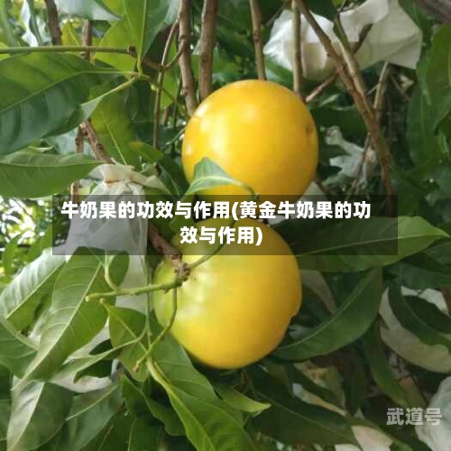 牛奶果的功效与作用(黄金牛奶果的功效与作用)