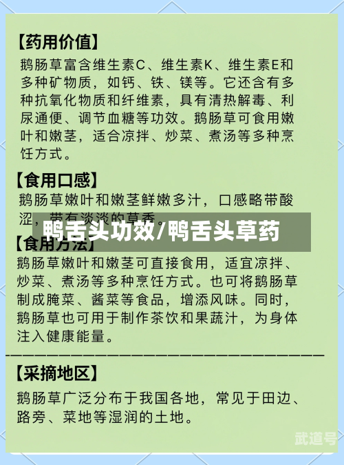 鸭舌头功效/鸭舌头草药