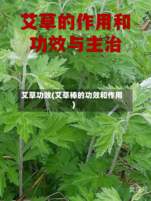 艾草功效(艾草棒的功效和作用)