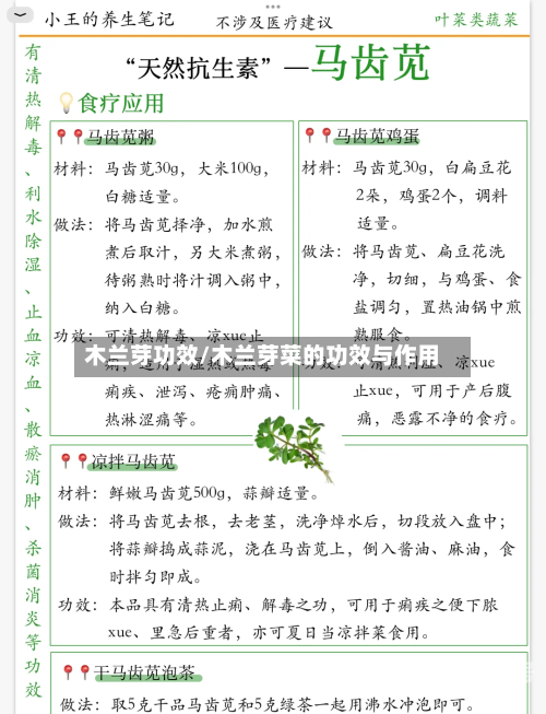 木兰芽功效/木兰芽菜的功效与作用