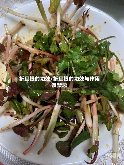 折耳根的功效/折耳根的功效与作用及禁忌