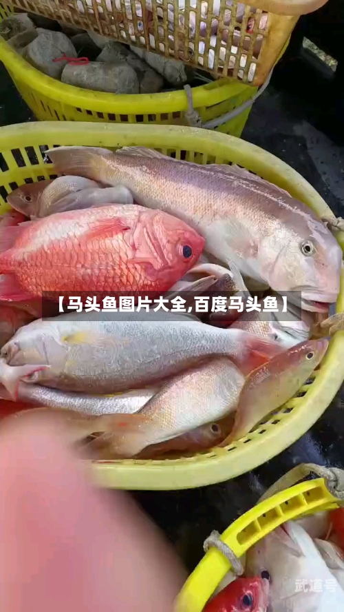 【马头鱼图片大全,百度马头鱼】