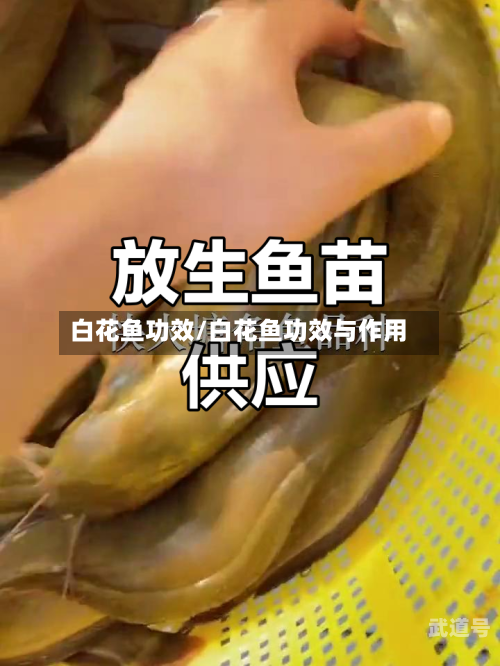 白花鱼功效/白花鱼功效与作用