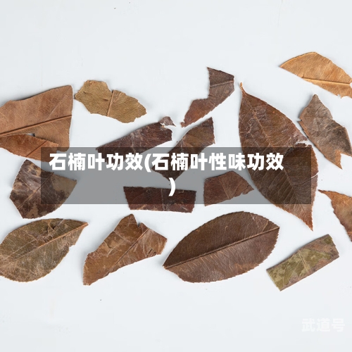 石楠叶功效(石楠叶性味功效)
