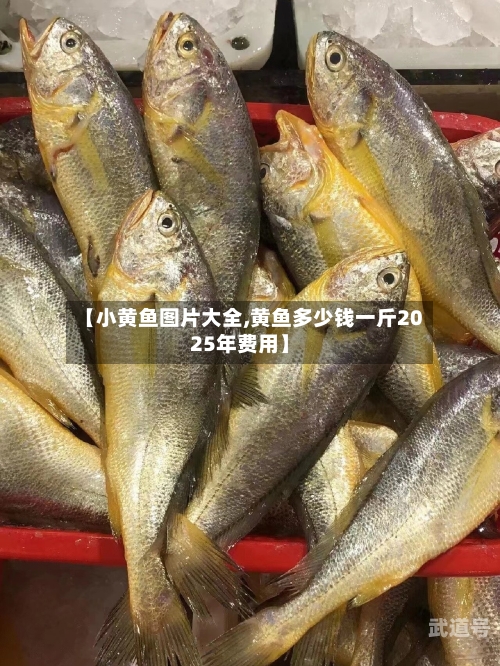 【小黄鱼图片大全,黄鱼多少钱一斤2025年费用】