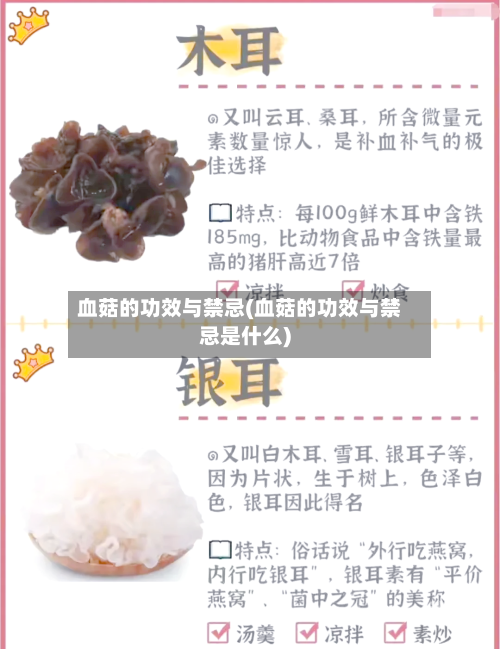 血菇的功效与禁忌(血菇的功效与禁忌是什么)