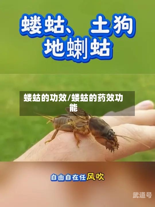 蝼蛄的功效/蝼蛄的药效功能