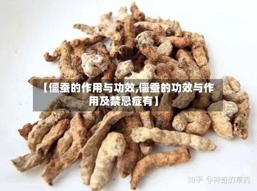 【僵蚕的作用与功效,僵蚕的功效与作用及禁忌症有】