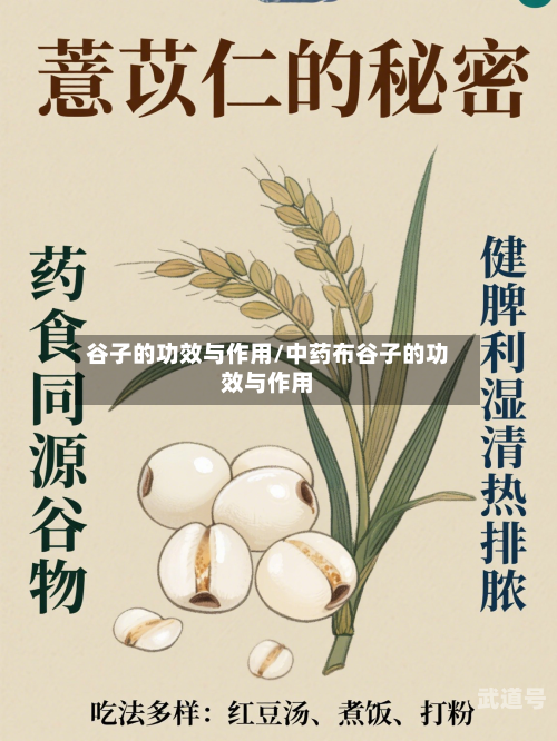 谷子的功效与作用/中药布谷子的功效与作用
