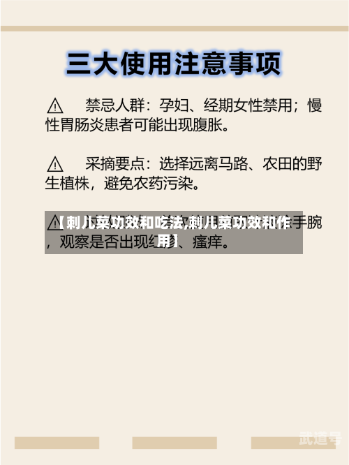 【刺儿菜功效和吃法,刺儿菜功效和作用】