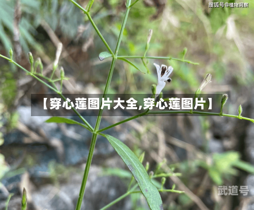 【穿心莲图片大全,穿心莲图片】