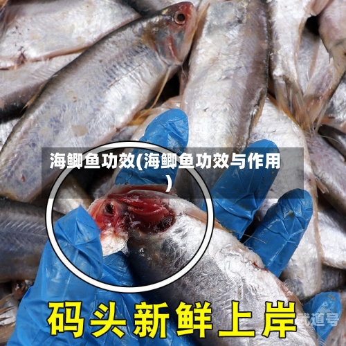 海鲫鱼功效(海鲫鱼功效与作用)