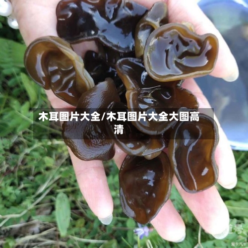 木耳图片大全/木耳图片大全大图高清