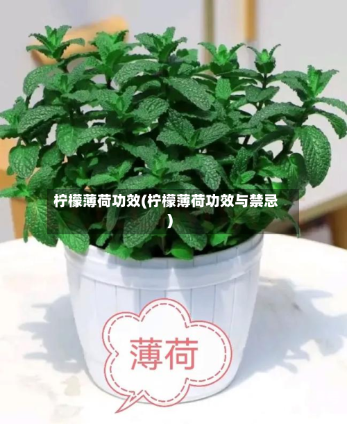 柠檬薄荷功效(柠檬薄荷功效与禁忌)