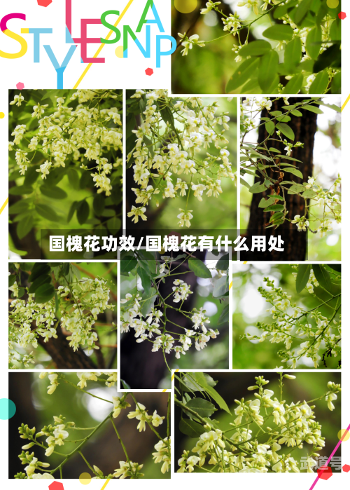 国槐花功效/国槐花有什么用处