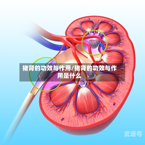 猪肾的功效与作用/猪肾的功效与作用是什么