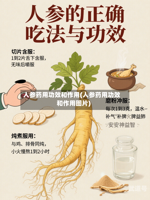 人参药用功效和作用(人参药用功效和作用图片)