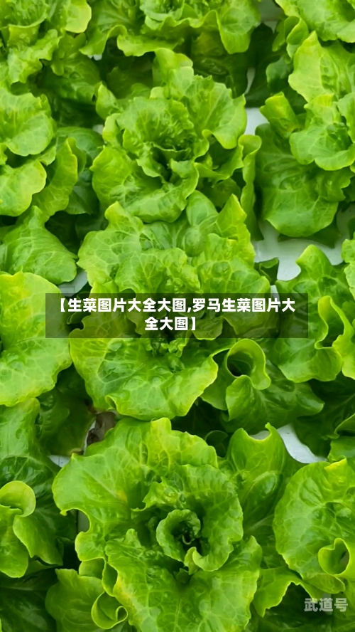 【生菜图片大全大图,罗马生菜图片大全大图】