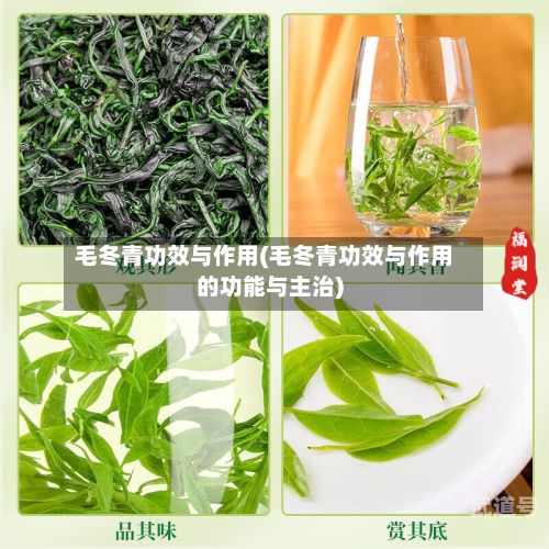 毛冬青功效与作用(毛冬青功效与作用的功能与主治)