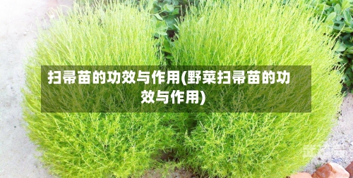 扫帚苗的功效与作用(野菜扫帚苗的功效与作用)