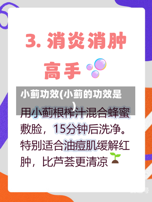小蓟功效(小蓟的功效是)