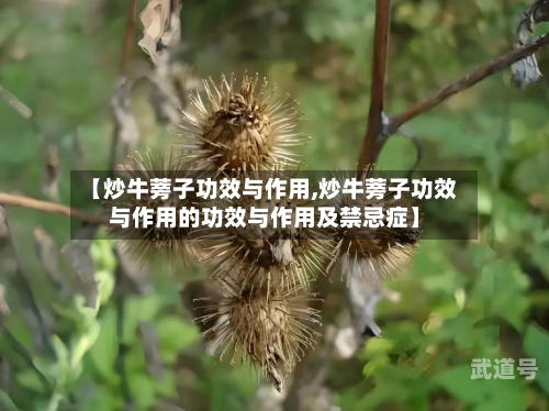 【炒牛蒡子功效与作用,炒牛蒡子功效与作用的功效与作用及禁忌症】