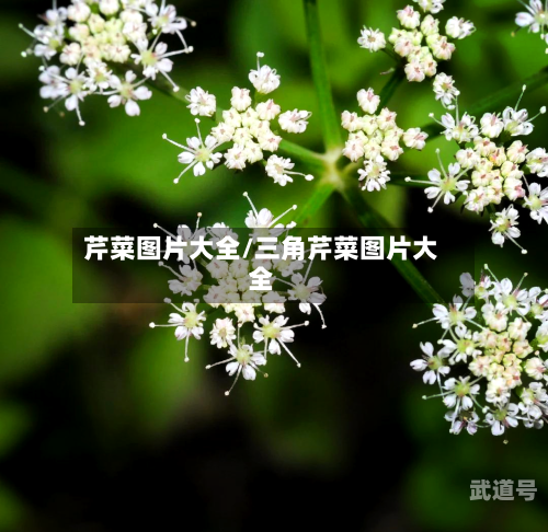 芹菜图片大全/三角芹菜图片大全