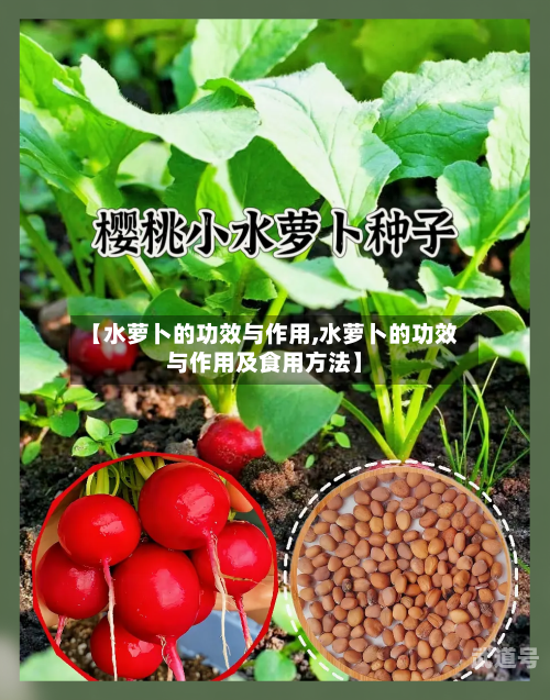 【水萝卜的功效与作用,水萝卜的功效与作用及食用方法】