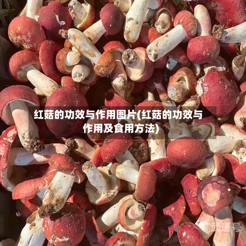 红菇的功效与作用图片(红菇的功效与作用及食用方法)