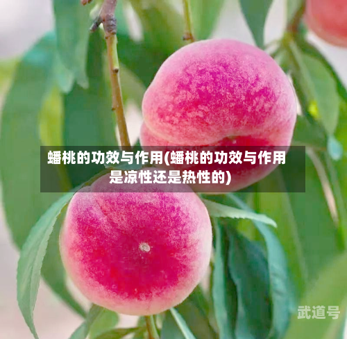 蟠桃的功效与作用(蟠桃的功效与作用是凉性还是热性的)
