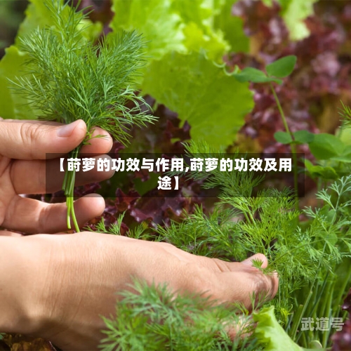 【莳萝的功效与作用,莳萝的功效及用途】