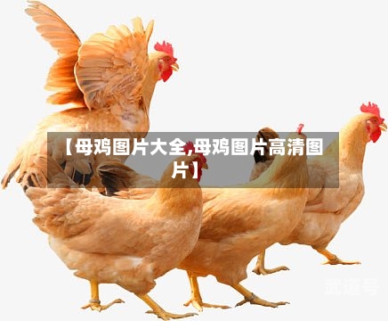 【母鸡图片大全,母鸡图片高清图片】