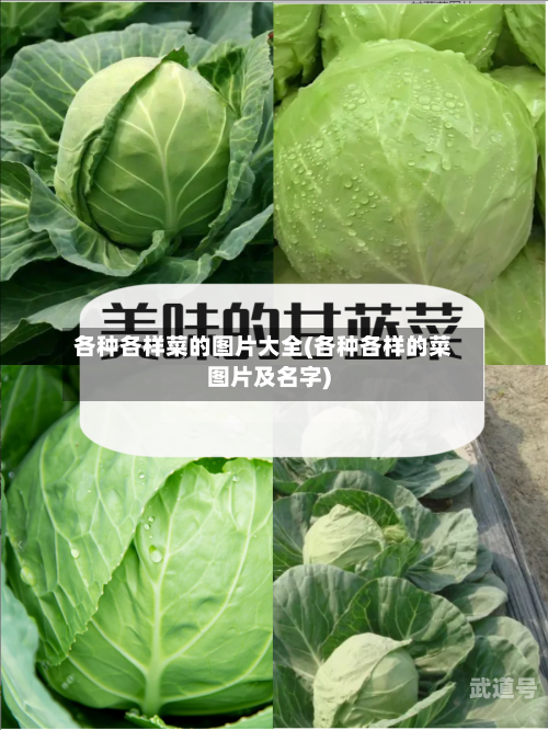 各种各样菜的图片大全(各种各样的菜图片及名字)