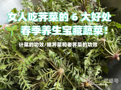 计菜的功效/嫩荠菜和老荠菜的功效