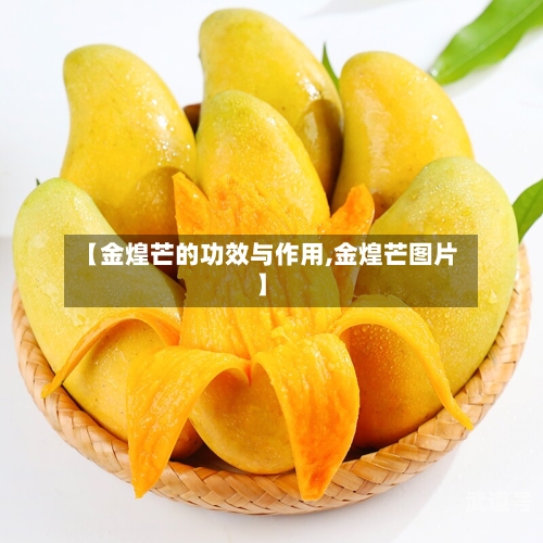 【金煌芒的功效与作用,金煌芒图片】
