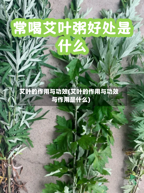 艾叶的作用与功效(艾叶的作用与功效与作用是什么)