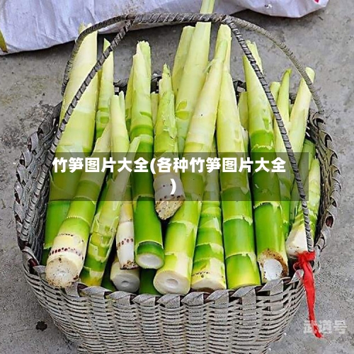 竹笋图片大全(各种竹笋图片大全)