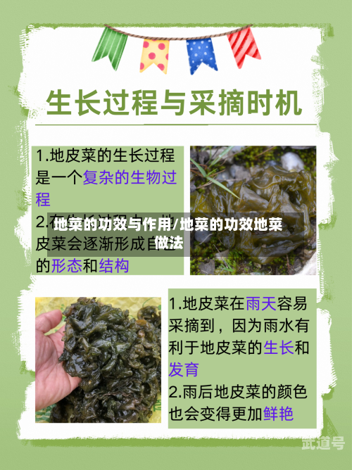 地菜的功效与作用/地菜的功效地菜做法